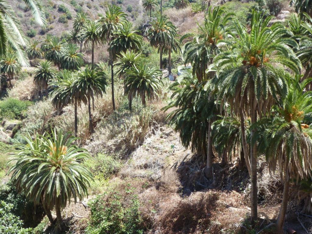 Apartamentos Bellavista Gomera プラヤ・デ・サンティアゴ エクステリア 写真